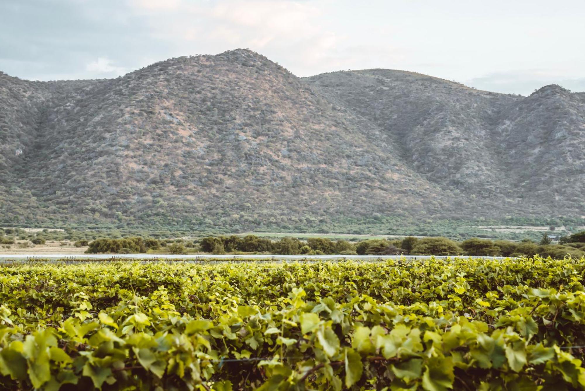 Otavi Vineyards Self-Catering & Camping Buitenkant foto